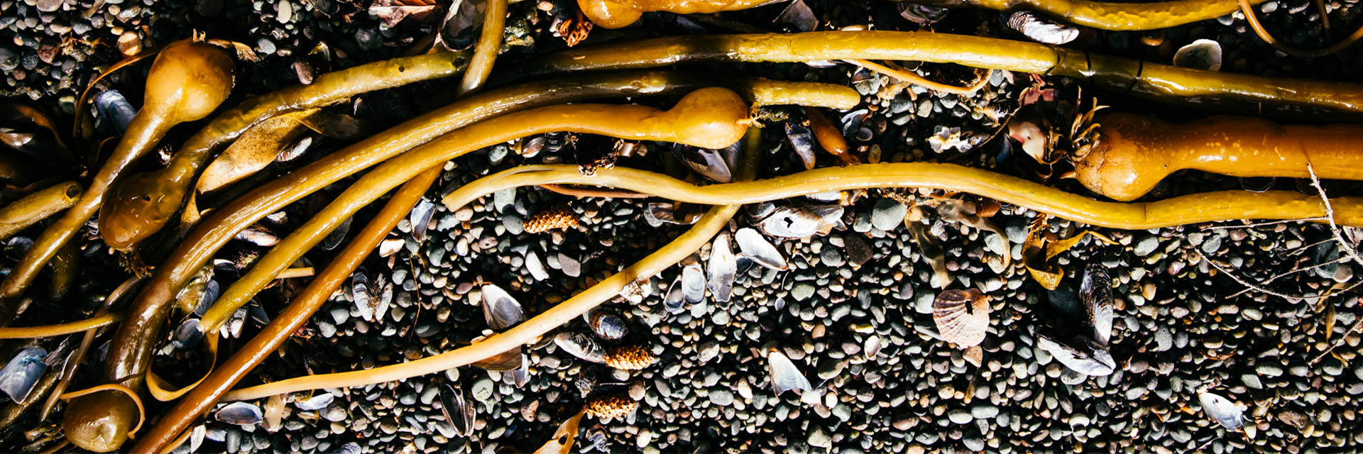 Beach Kelp