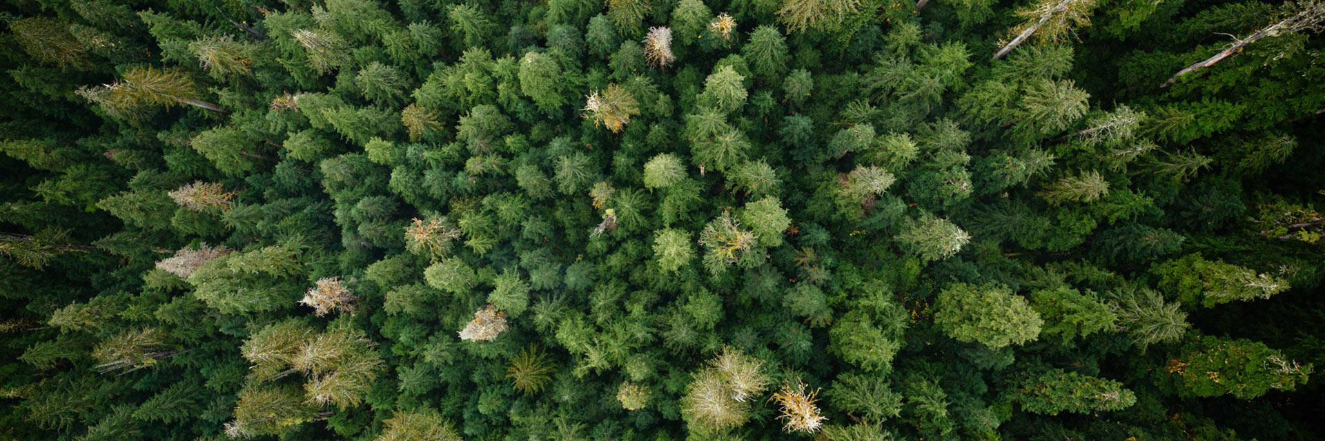 Rainforest Aerial