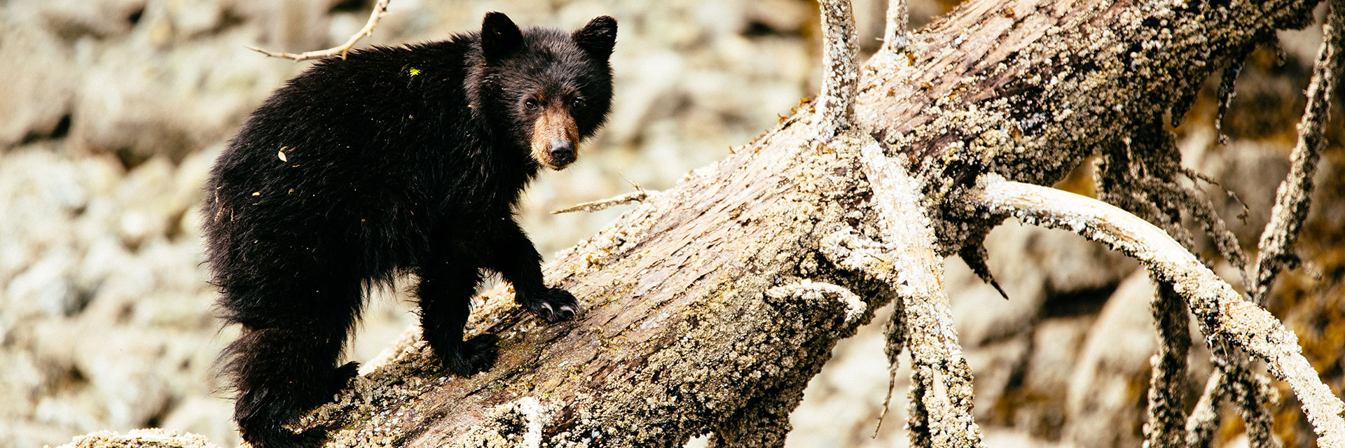 Black Bear Cub