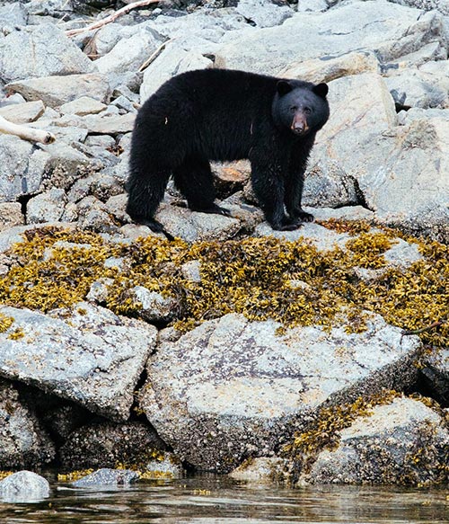 black bear | wildlife viewing