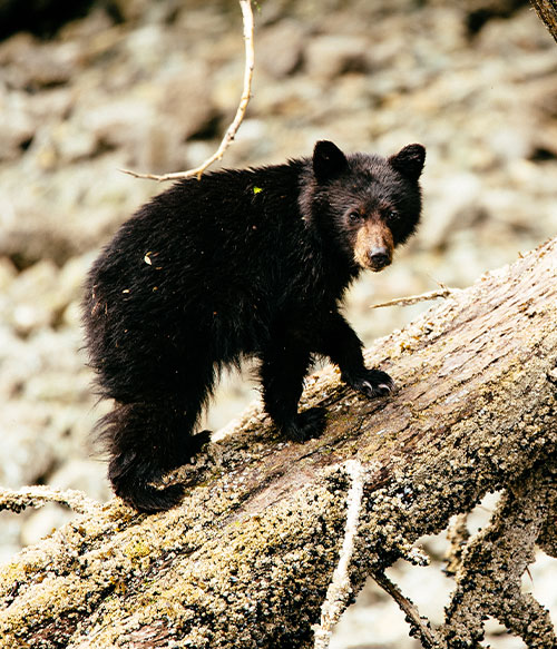 Nimmo Bay when to visit for bear viewing