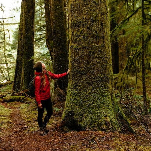 great bear rainforest