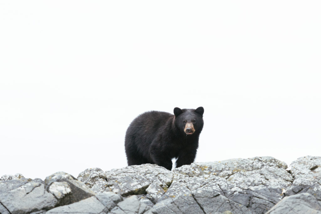 Great Bear Rainforest  - Black Bear