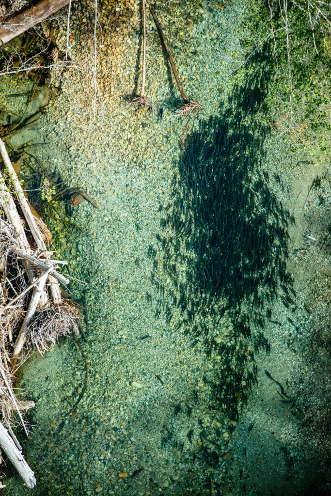 Aerial view of wild pink salmon