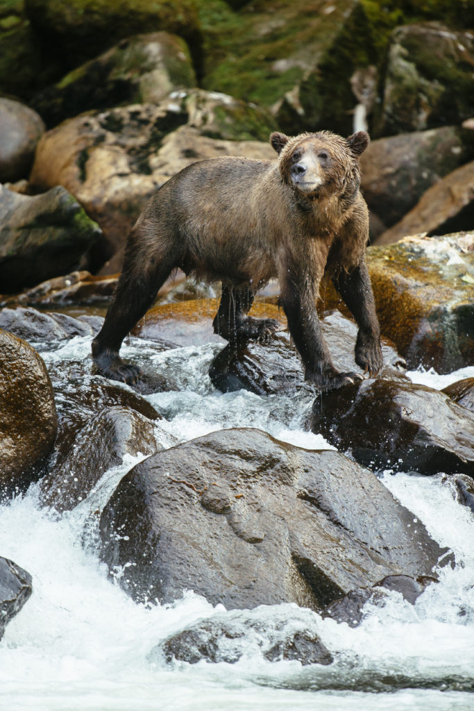 Great Bear Rainforest - Bears