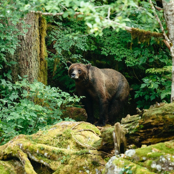 20 Photos From The Great Bear Rainforest To Inspire | Nimmo Bay