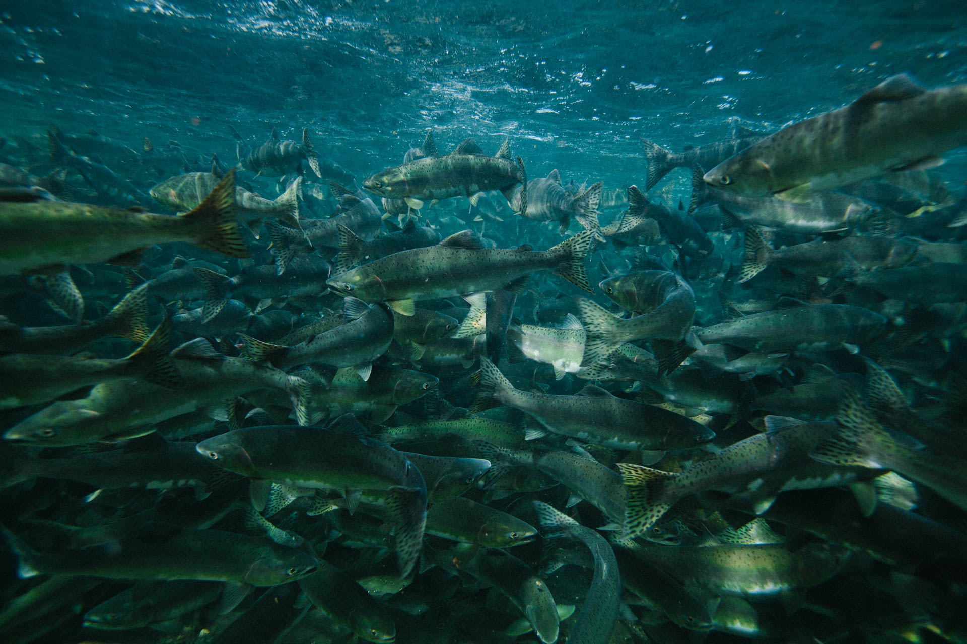 Underwater photo of fishes