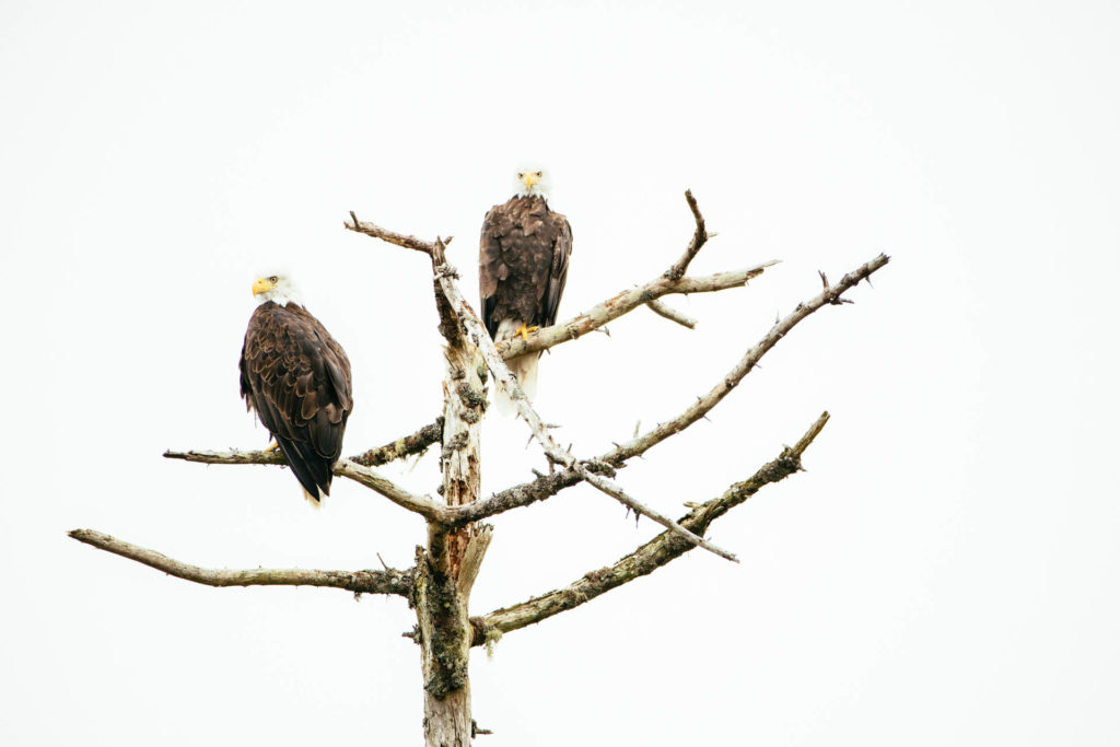 Great Bear Rainforest  - Eagles