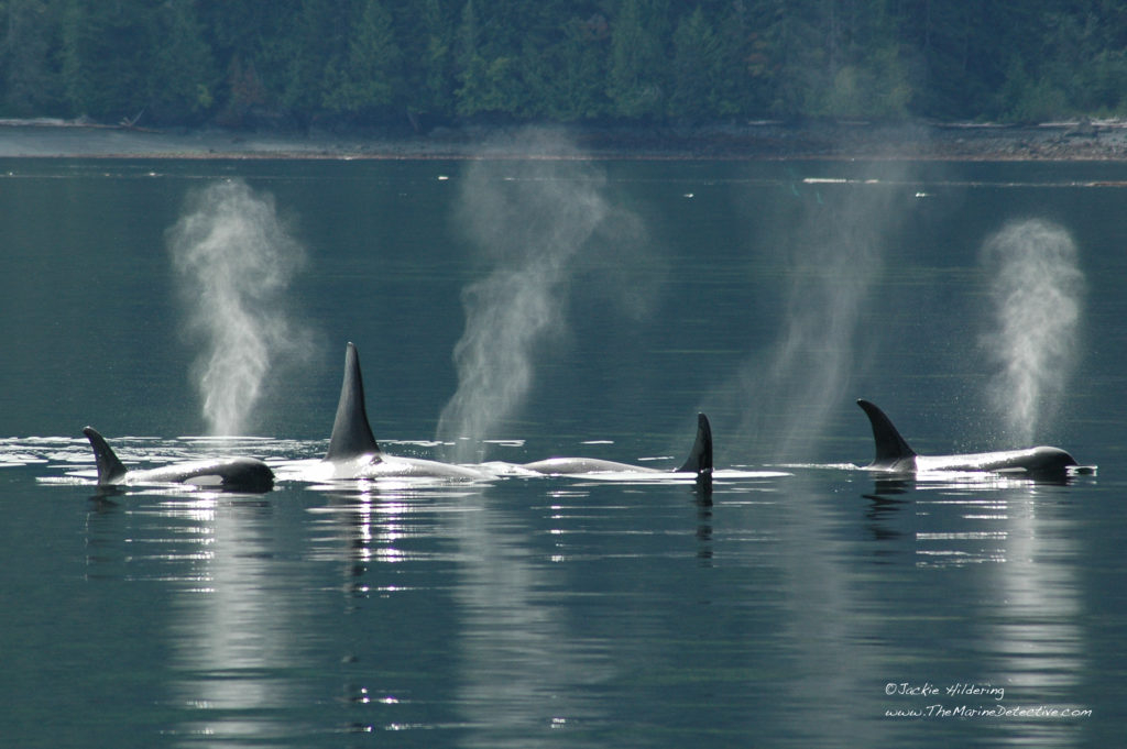 Whales | Wildlife photo by Jackie Hildering