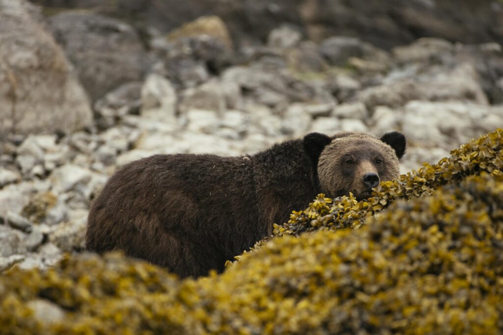 Grizzly bear on the rocks
