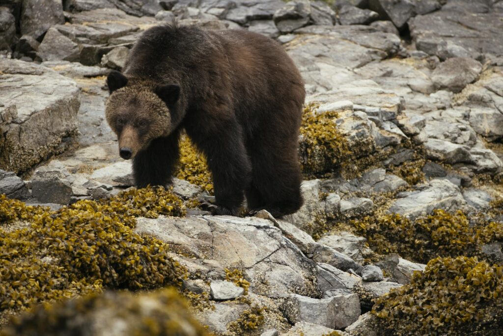 Grizzly Bear Wildlife Viewing at Nimmo Bay