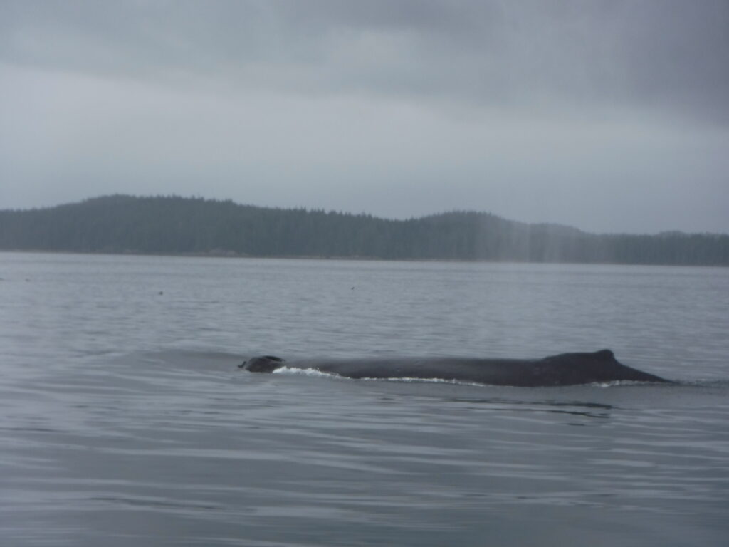 Humpback Whale wildlife viewing at Nimmo Bay