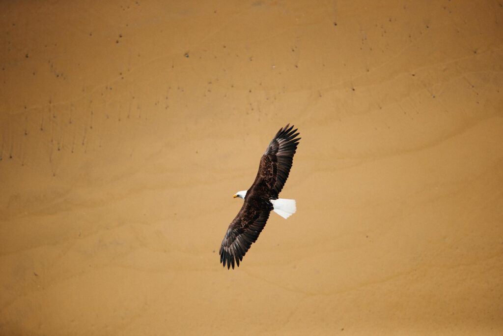 eagle wildlife at Nimmo Bay