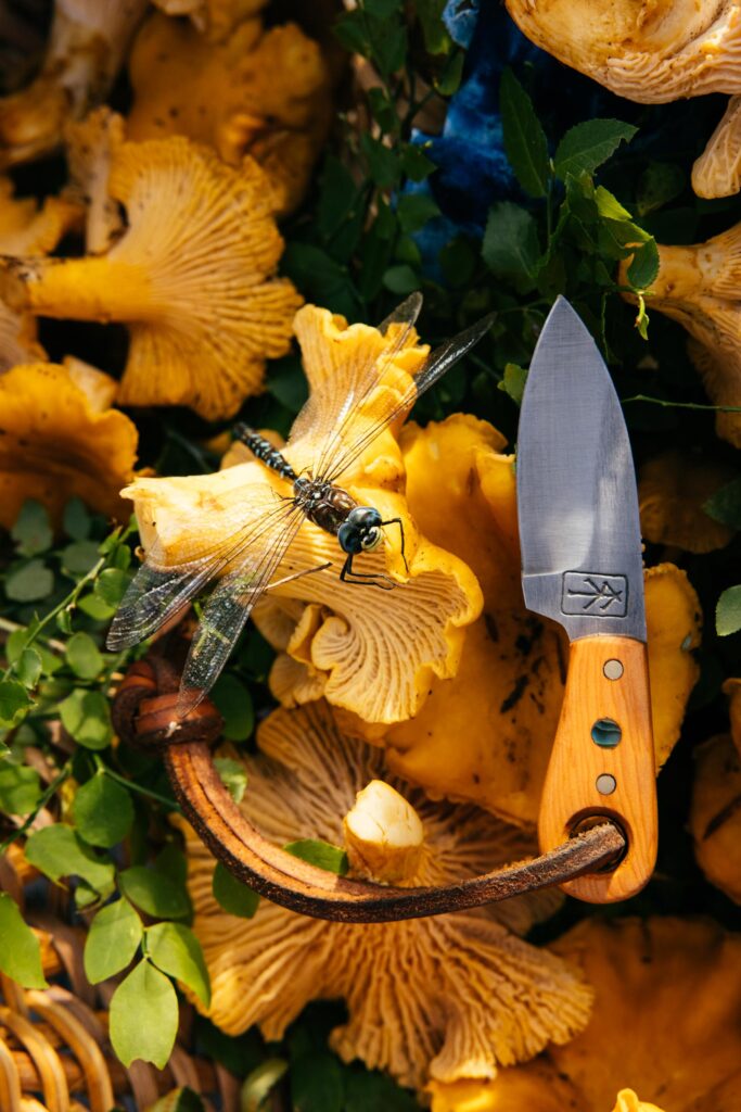 Chanterelle mushrooms and foraging knife