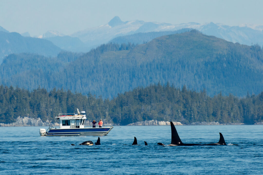 Orca whales wildlife viewing at Nimmo Bay