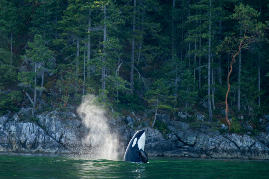 Orca Whale at Nimmo Bay