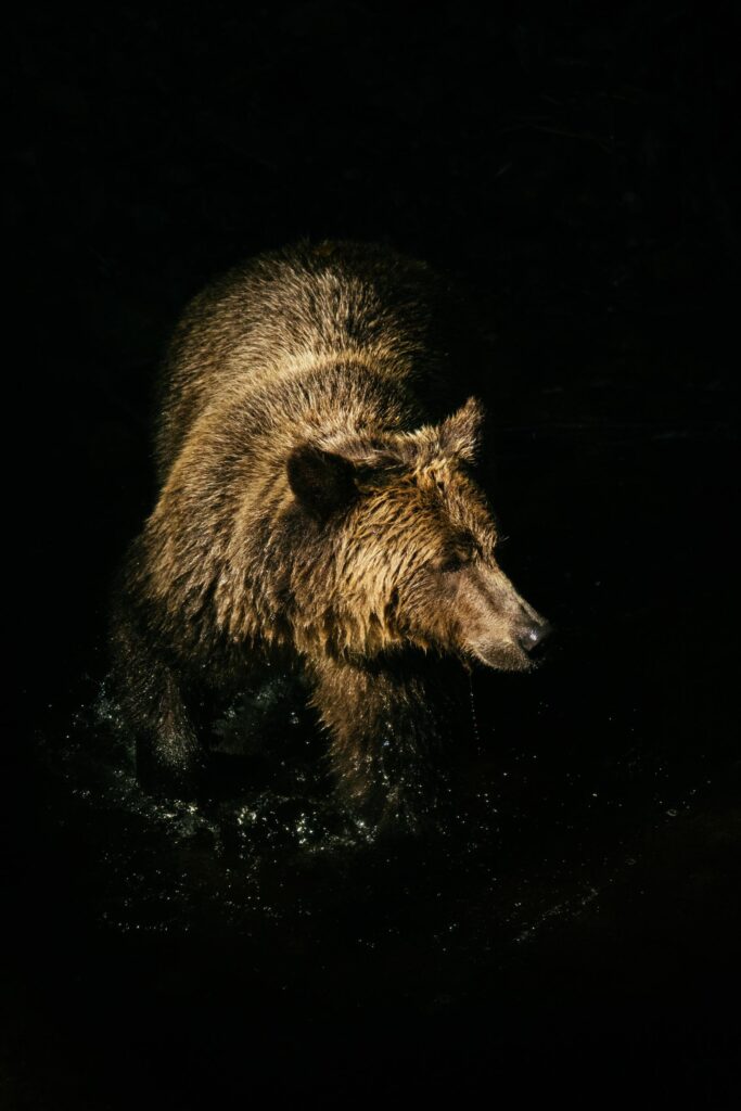 Grizzy Bear Photo