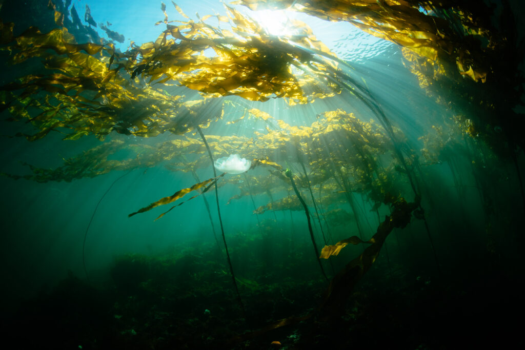 sun rays filter through the water and the kelp