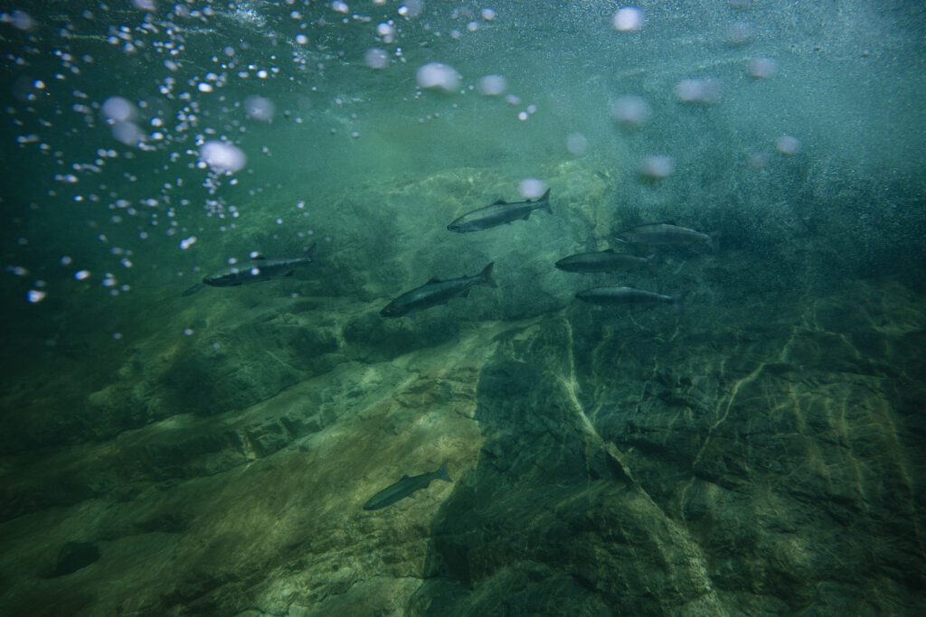 Fish at Nimmo Bay