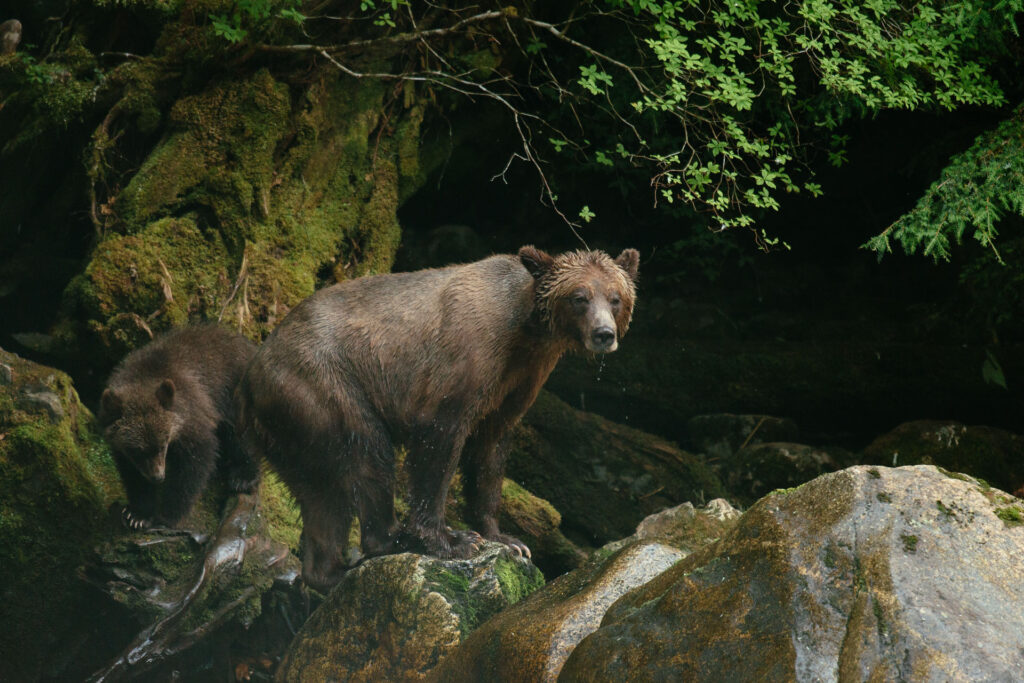 Great Bear Rainforest - Bears