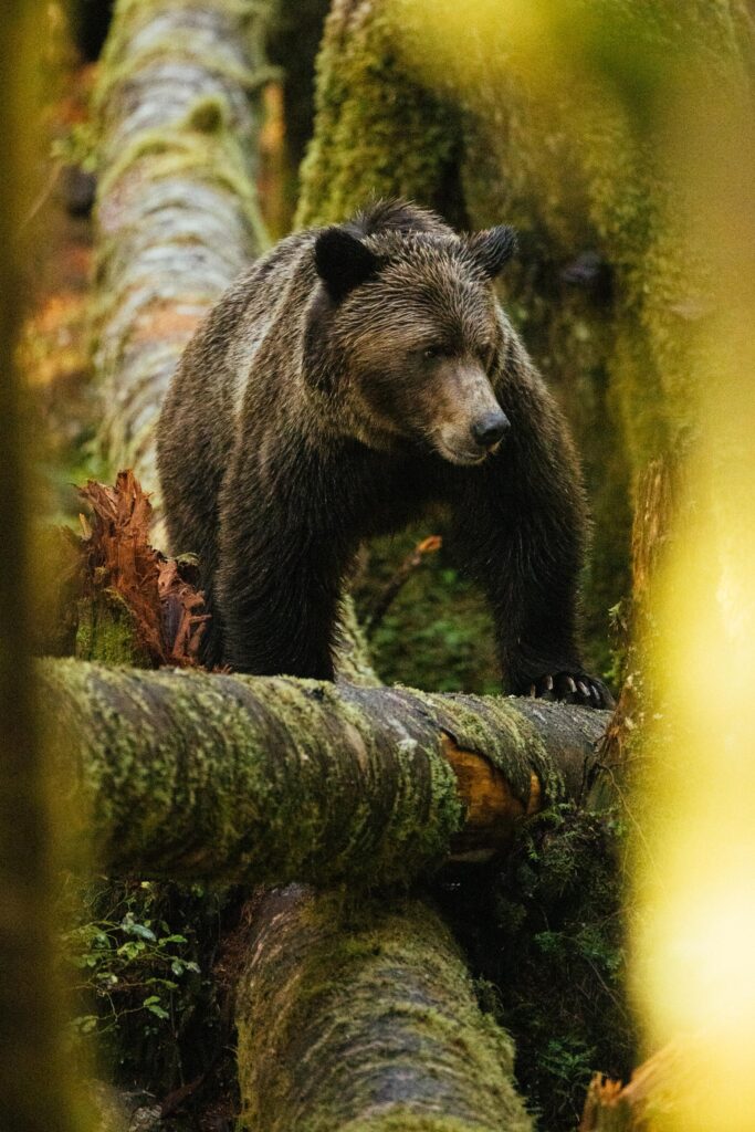 bears of the Great Bear Rainforest