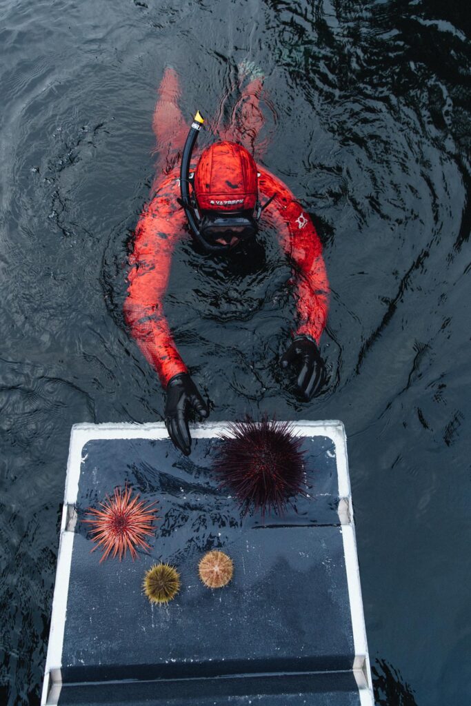 Sear Urchins found at Nimmo Bay