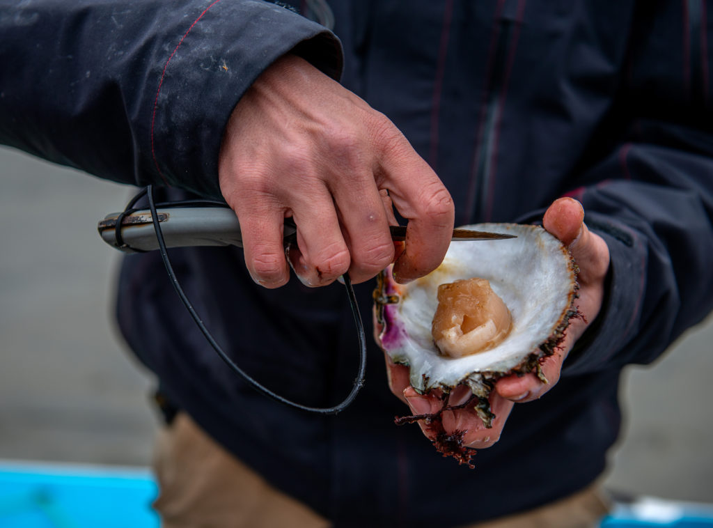 Wild Food Forager: Alexander McNaughton