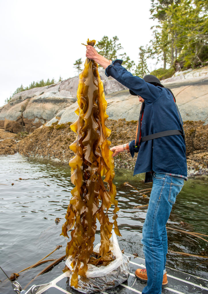Wild Food Forager: Alexander McNaughton