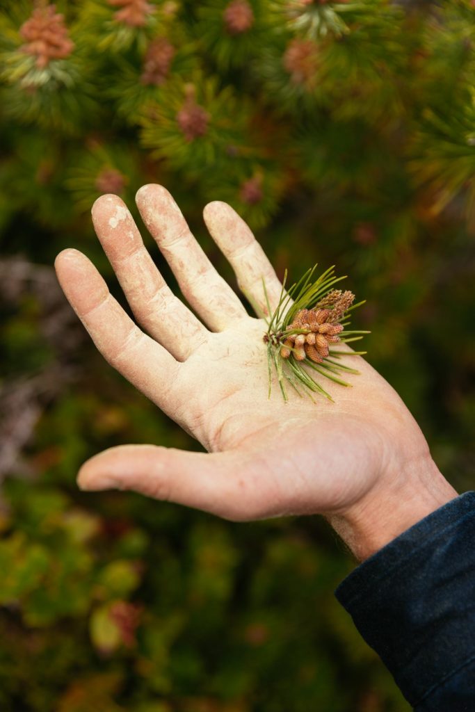Foraging