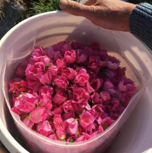 Nootka rose